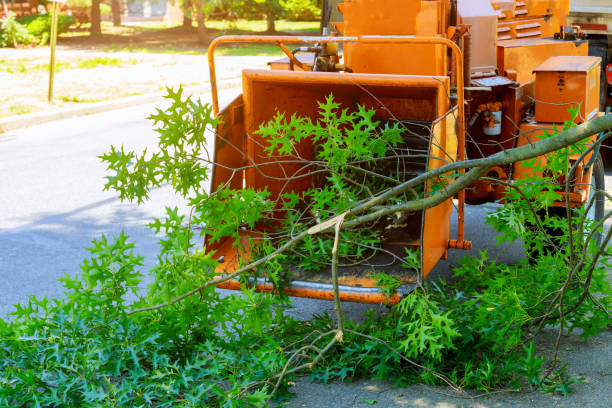 Professional Tree Service in Elliston, VA